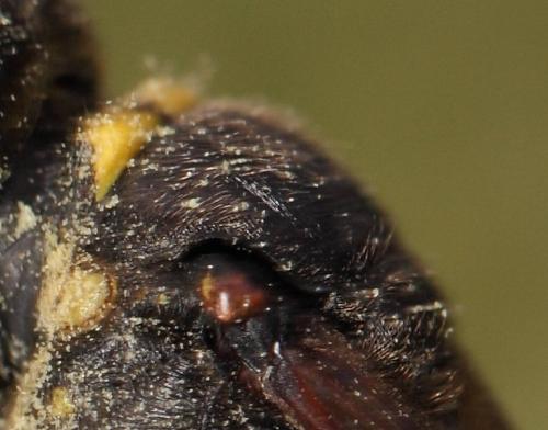 Réf. 242 268 : Ectemnius sp.